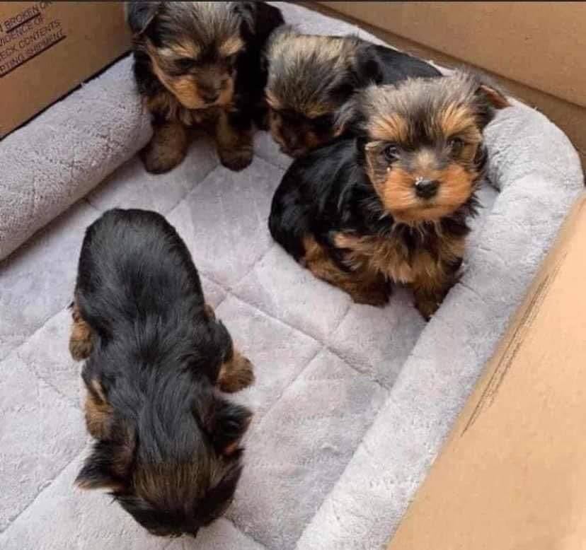 yorkshire Terrier Puppies...whatsapp me at: +44 7453 907158