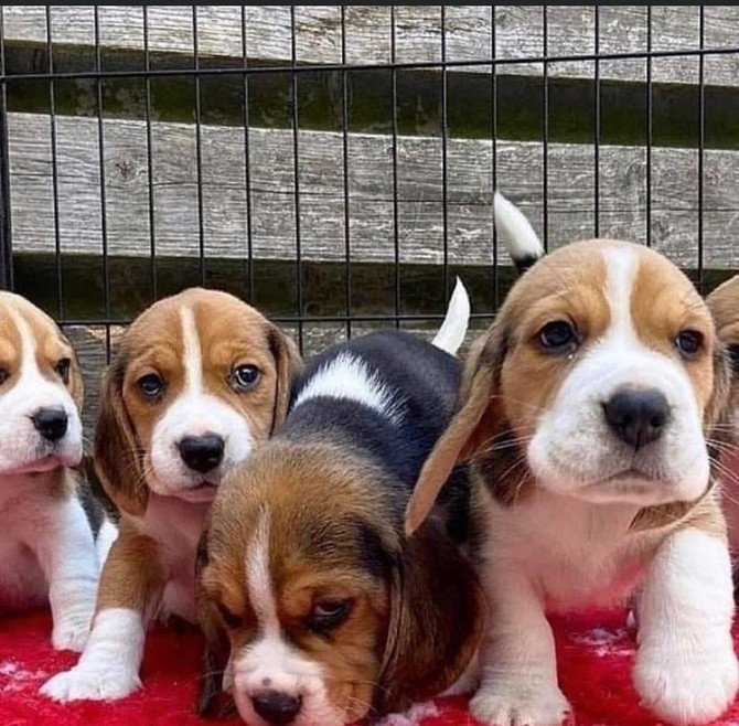Beagle Puppies for Adoption...whatsapp me at: +44 7453 907158