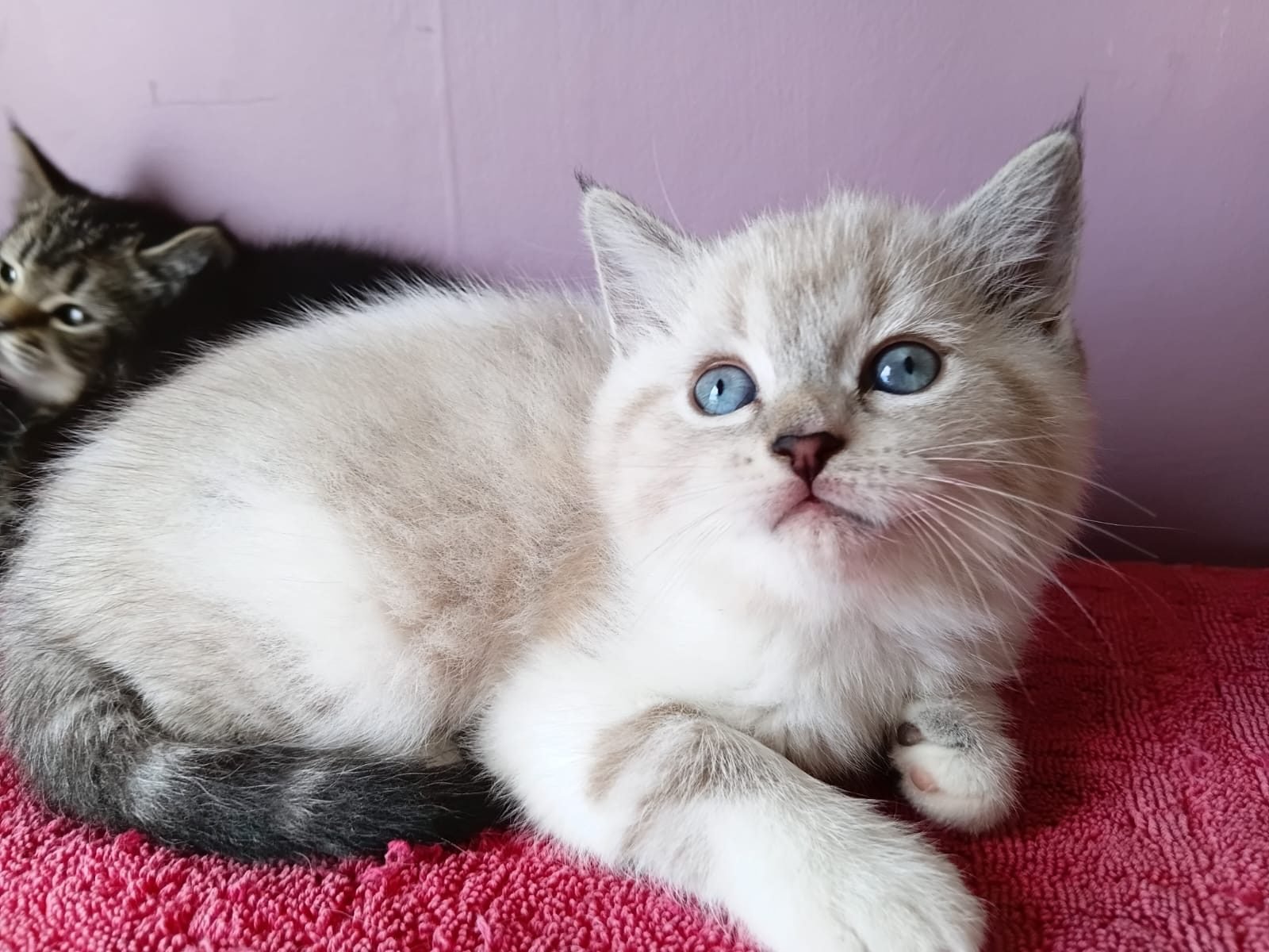 Adorable Ragdoll Kitten For Sale